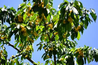 Beyaz Niğde Kirazı